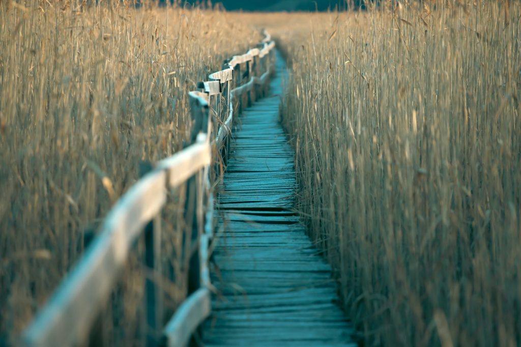 Sunrise over a lake with a wooden bird viewing hut and reeds